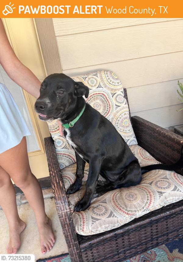 Found/Stray Female Dog last seen CR 4530 and CR 4510, Wood County, TX 75494