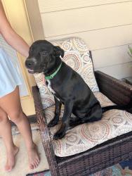 Found/Stray Female Dog last seen CR 4530 and CR 4510, Wood County, TX 75494