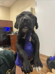 Shelter Stray Female Dog last seen Near Yacht Club Boulevard, INDIAN HARBOUR BEACH, FL, 32937, 5100 W Eau Gallie Blvd, Melbourne, FL 32934, USA