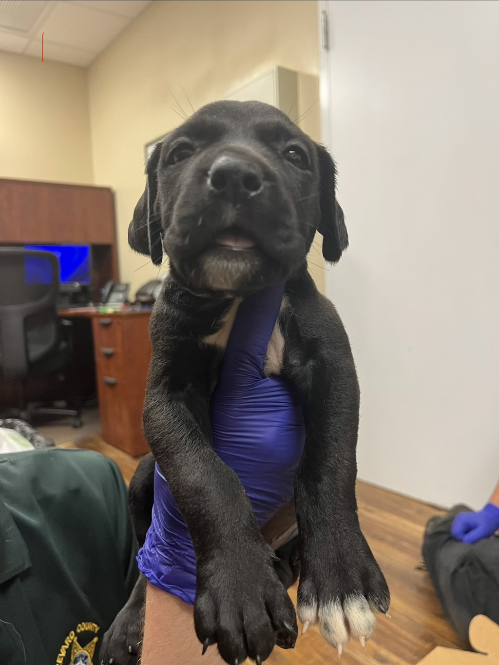 Shelter Stray Female Dog last seen Near Yacht Club Boulevard, INDIAN HARBOUR BEACH, FL, 32937, 5100 W Eau Gallie Blvd, Melbourne, FL 32934, USA