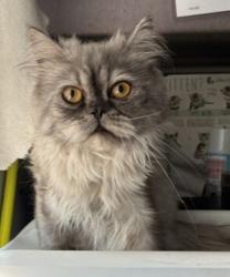 Shelter Stray Male Cat last seen Near S 800 E, SALT LAKE CITY, UT, 84102, 511 W 3900 S, Salt Lake City, UT 84123, USA