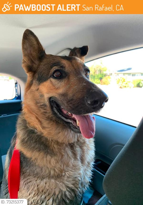 Found/Stray Female Dog last seen Lowell and Mark Twain, San Rafael, San Rafael, CA 94903