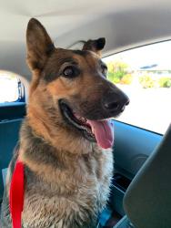 Found/Stray Female Dog last seen Lowell and Mark Twain, San Rafael, San Rafael, CA 94903