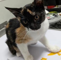 Shelter Stray Female Cat last seen Near Ocean View Boulevard, San Diego, CA, 92113, 5500 Gaines St, San Diego, CA 92110, USA