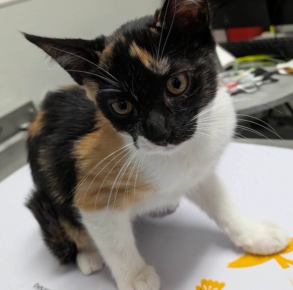 Shelter Stray Female Cat last seen Near Ocean View Boulevard, San Diego, CA, 92113, 5500 Gaines St, San Diego, CA 92110, USA