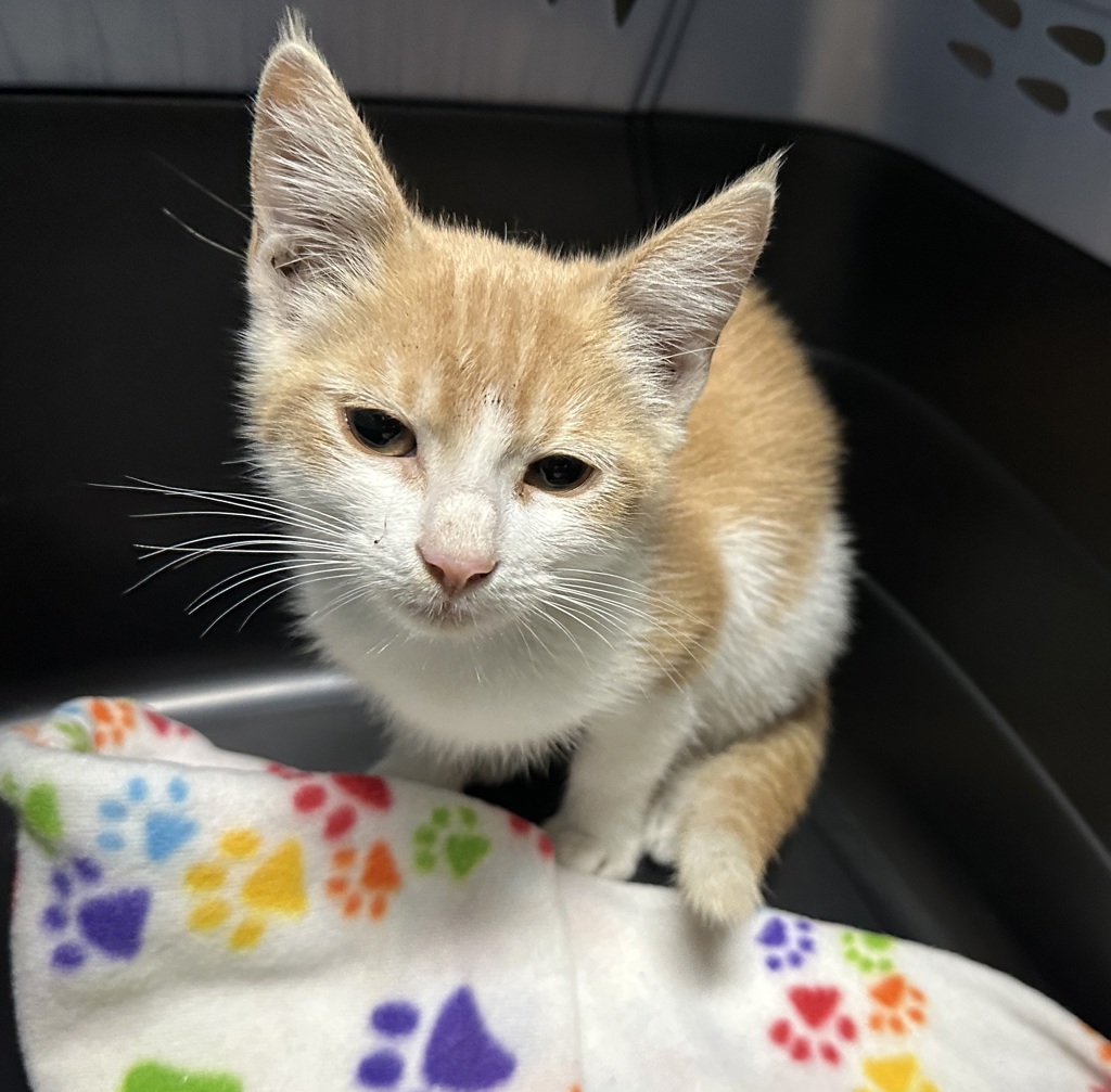 Shelter Stray Female Cat last seen Near Ocean View Boulevard, San Diego, CA, 92113, 5500 Gaines St, San Diego, CA 92110, USA