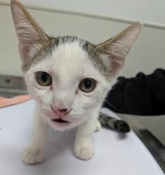 Shelter Stray Male Cat last seen Near Ocean View Boulevard, San Diego, CA, 92113, 5500 Gaines St, San Diego, CA 92110, USA