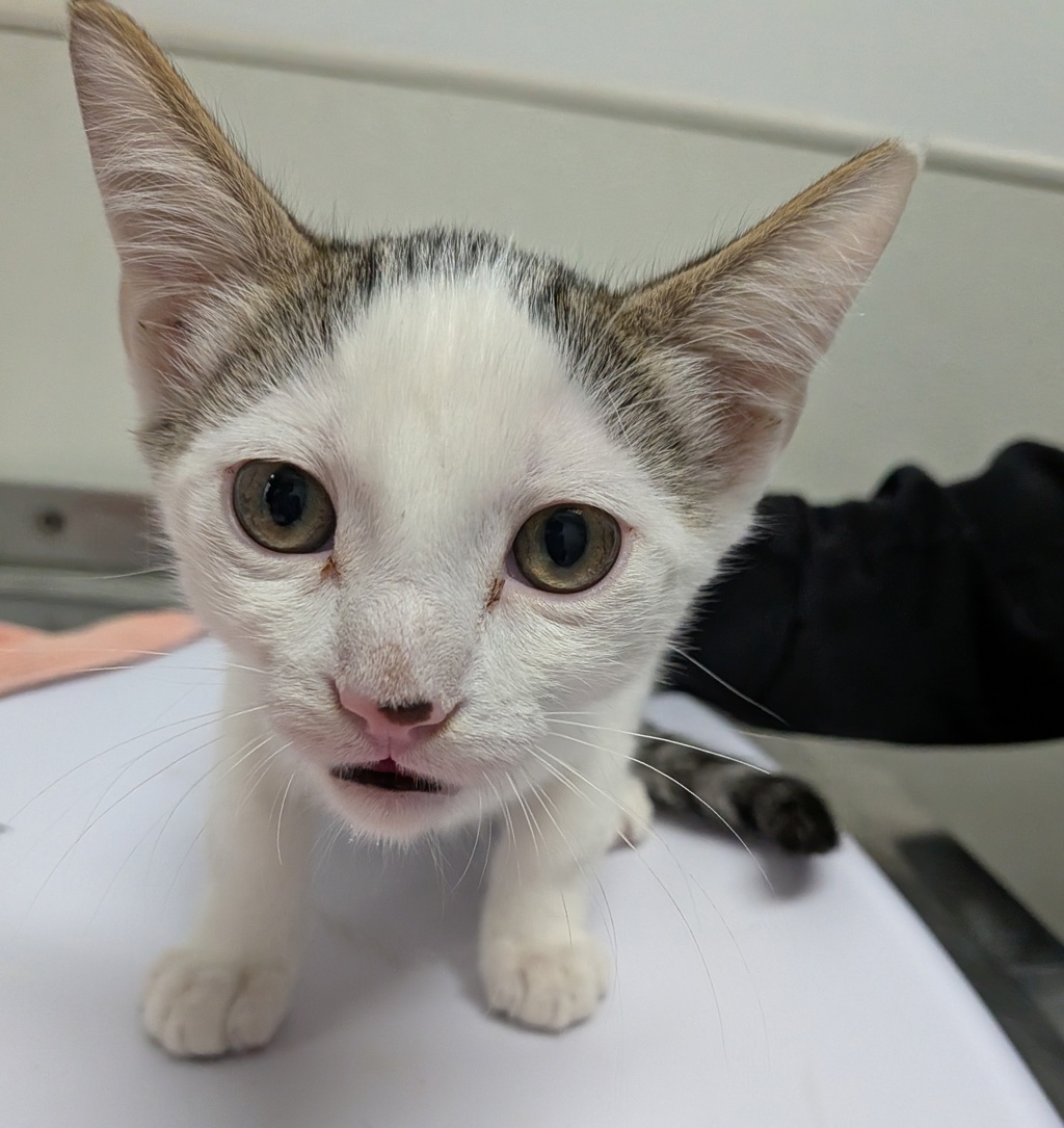 Shelter Stray Male Cat last seen Near Ocean View Boulevard, San Diego, CA, 92113, 5500 Gaines St, San Diego, CA 92110, USA
