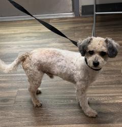 Shelter Stray Male Dog last seen Near Frairs Road, San Diego, CA, 92108, 5500 Gaines St, San Diego, CA 92110, USA