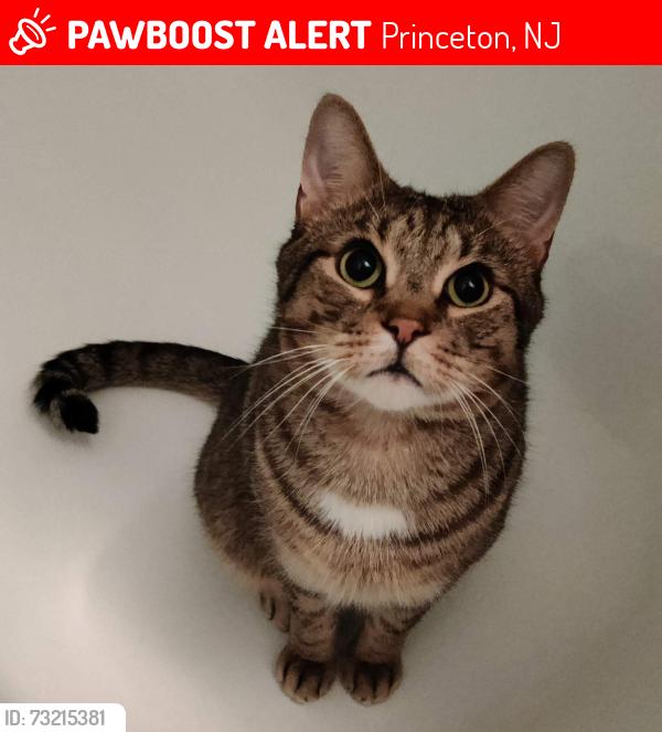 Lost Male Cat last seen Moore Street x Hawthorne Ave., Princeton, NJ 08540
