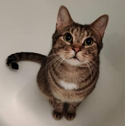 Lost Male Cat last seen Moore Street x Hawthorne Ave., Princeton, NJ 08540