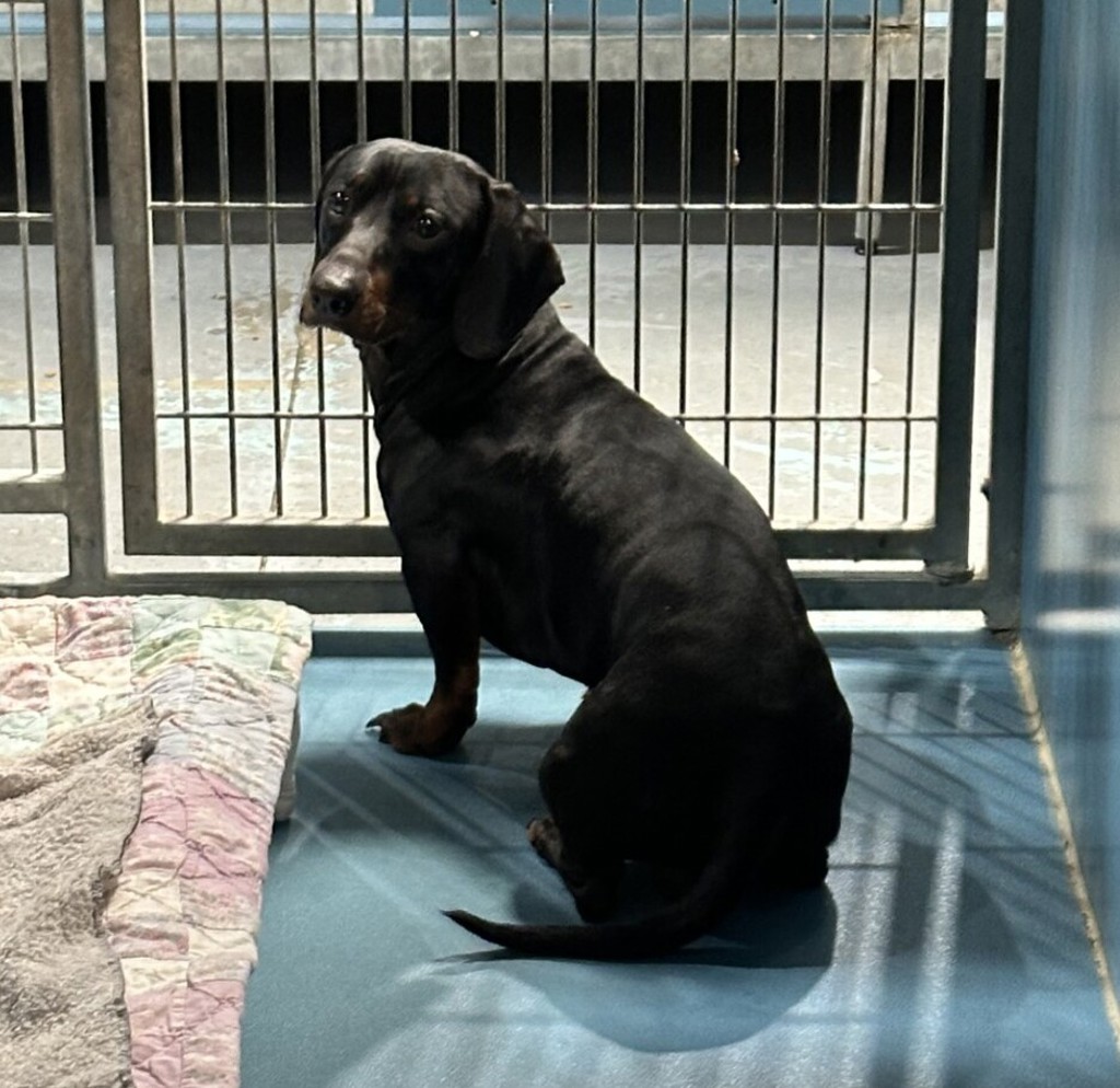 Shelter Stray Male Dog last seen Near Jackson St, San Diego, CA, 92110, 5500 Gaines St, San Diego, CA 92110, USA