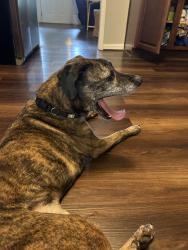Found/Stray Male Dog last seen Patriot Park alabaster, Alabaster, AL 35007
