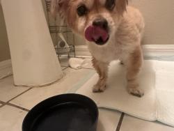 Reunited Male Dog last seen Near Maronda Dr, Riverview, FL 33578, USA, Riverview, FL 33578
