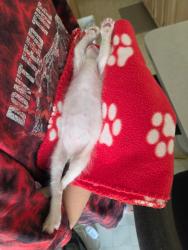Shelter Stray Male Cat last seen Near Peter Pan Avenue, San Diego, CA, 92114, 5500 Gaines St, San Diego, CA 92110, USA