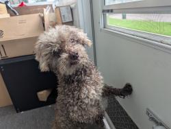 Found/Stray Male Dog last seen South Lasalle Street, Aurora IL, Aurora, IL 60505