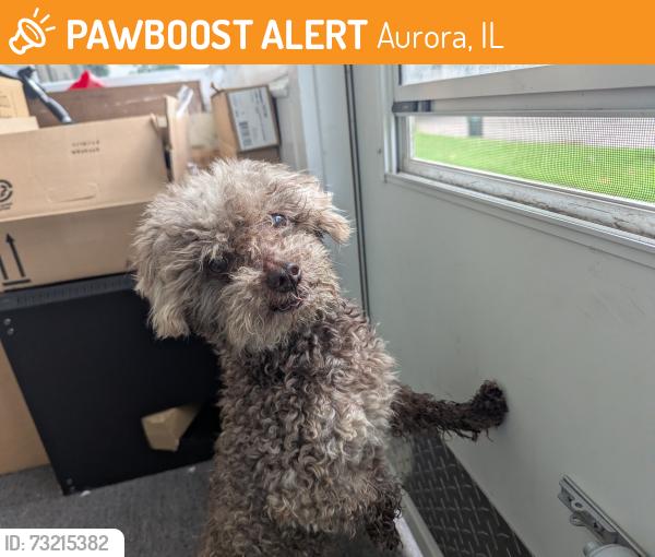 Found/Stray Male Dog last seen South Lasalle Street, Aurora IL, Aurora, IL 60505