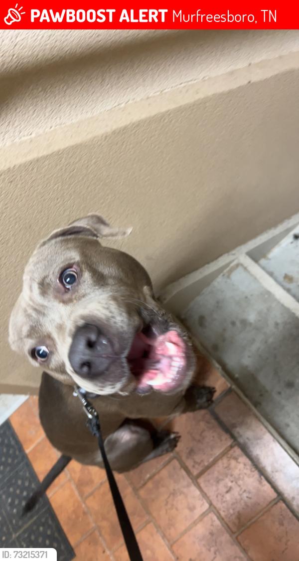 Lost Male Dog last seen Near brown dr, Murfreesboro, TN 37130