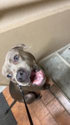 Lost Male Dog last seen Near brown dr, Murfreesboro, TN 37130