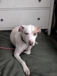 Found/Stray Male Dog last seen Near sunset and Mauney, Stanley, NC 28164