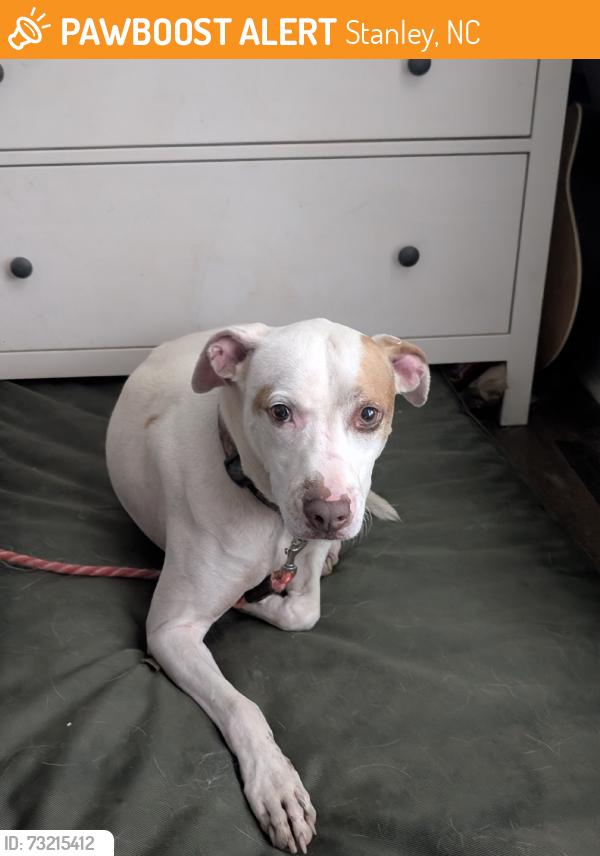 Found/Stray Male Dog last seen Near sunset and Mauney, Stanley, NC 28164