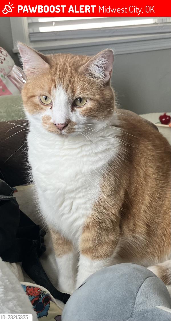 Lost Male Cat last seen Mid-America Blvd & Lockheed Dr, Midwest City, OK 73110