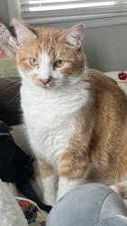 Lost Male Cat last seen Mid-America Blvd & Lockheed Dr, Midwest City, OK 73110