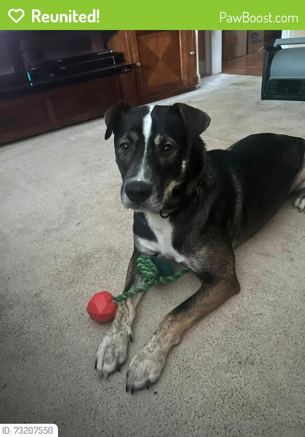 Reunited Male Dog last seen Thornton Blvd and Lake Spivey Jodeco road, Clayton County, GA 30236