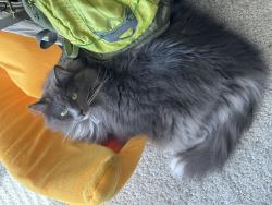Reunited Female Cat last seen Gibbons Street, Hayward, CA 94544