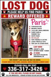 Reunited Female Dog last seen South Holden road, Greensboro, NC 27407