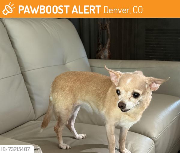 Found/Stray Female Dog last seen McDonald’s, Denver, CO 80219