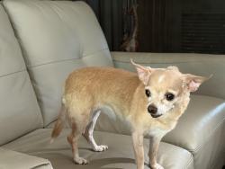 Found/Stray Female Dog last seen McDonald’s, Denver, CO 80219