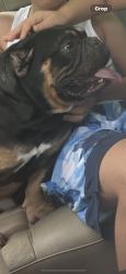 Reunited Unknown Dog last seen Central and halsted, Rockford, IL 61104