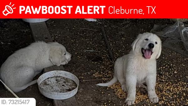 Lost Male Dog last seen Fox st , Cleburne Tx, Cleburne, TX 76033
