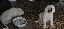 Lost Male Dog last seen Fox st , Cleburne Tx, Cleburne, TX 76033