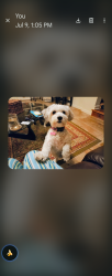 Lost Female Dog last seen Maschmeyer Concrete off 69th Street Vero Beach, Vero Beach, FL 32961