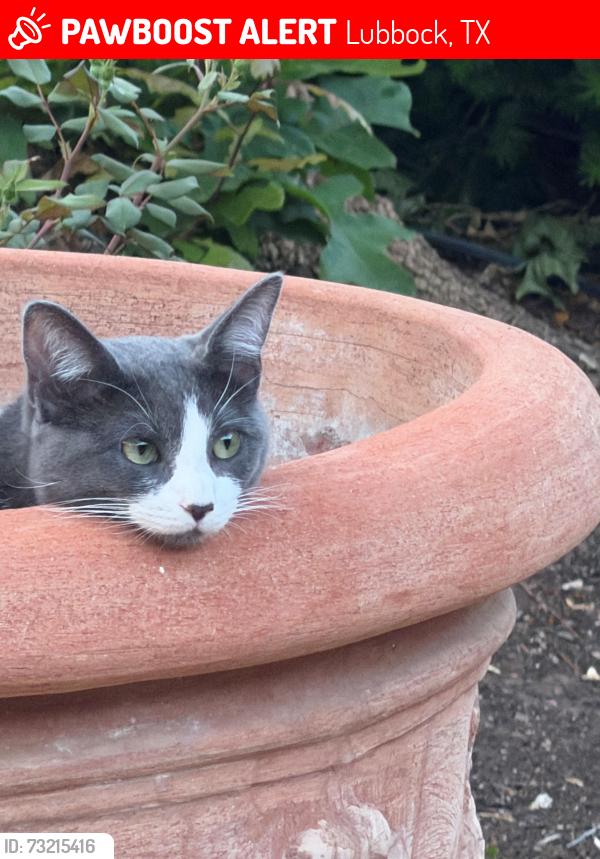 Lost Female Cat last seen 8th St. & Salisbury, Lubbock, TX 79416