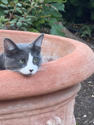 Lost Female Cat last seen 8th St. & Salisbury, Lubbock, TX 79416