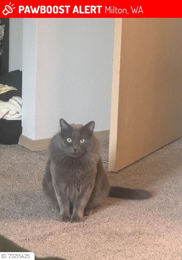 Lost Male Cat last seen Near Milton Way, Milton, WA 98354