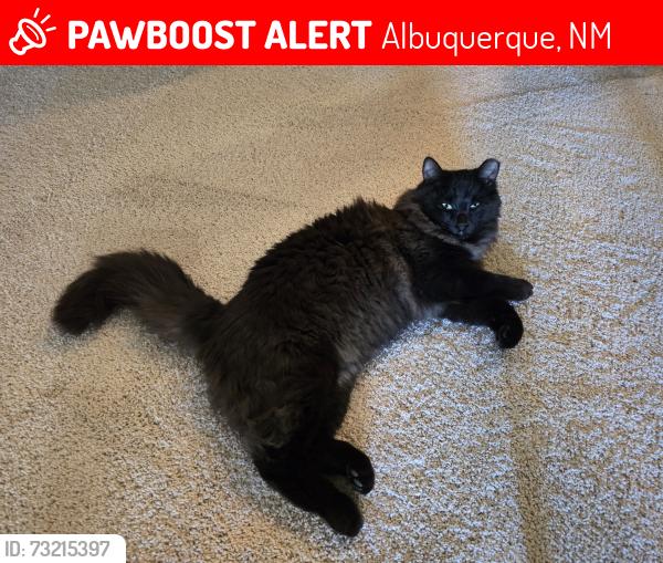 Lost Male Cat last seen Indian School and Marcato, Albuquerque, NM 87104