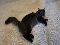 Lost Male Cat last seen Indian School and Marcato, Albuquerque, NM 87104