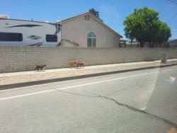 Found/Stray Unknown Dog last seen 2nd St and San Carlos St, Yucaipa, CA 92399