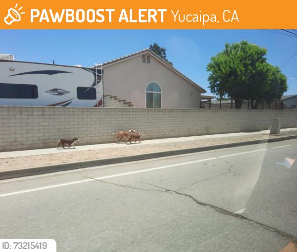 Found/Stray Unknown Dog last seen 2nd St and San Carlos St, Yucaipa, CA 92399