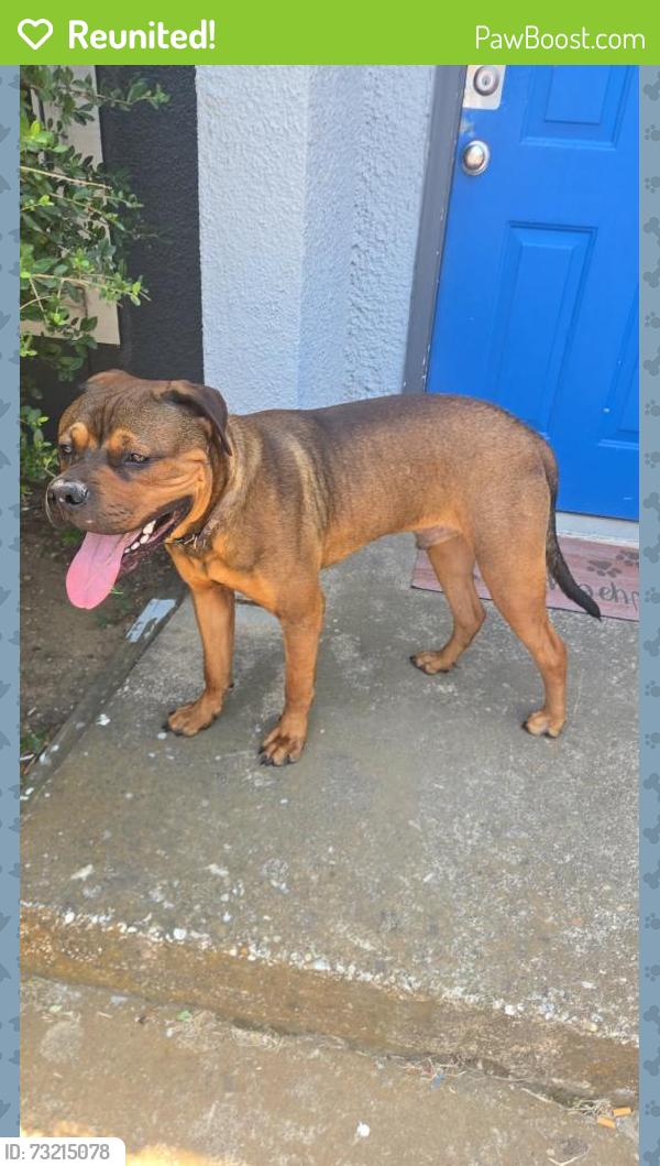 Reunited Male Dog last seen Denton Texas, Denton, TX 76205