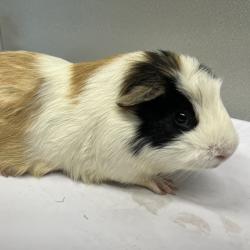 Shelter Stray Male Other last seen , 3607 N Armenia Ave, Tampa, FL 33607, USA