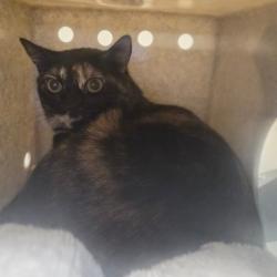 Shelter Stray Female Cat last seen , 361 S Raymond Ave, Pasadena, CA 91105, USA