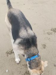 Lost Female Dog last seen Not sure, Vallejo, CA 94590