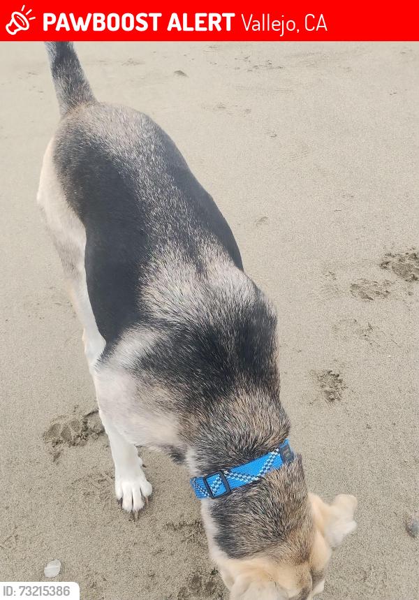 Lost Female Dog last seen Not sure, Vallejo, CA 94590