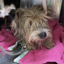 Shelter Stray Male Dog last seen , 361 S Raymond Ave, Pasadena, CA 91105, USA