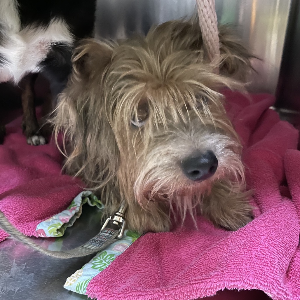 Shelter Stray Male Dog last seen , 361 S Raymond Ave, Pasadena, CA 91105, USA